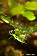Hamodactylus sp Halimeda sp-Tomia Mari Mabuk-14m-20180525-Denis-ADER-DSC_0498_tn